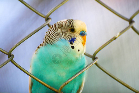 笼中鹦鹉蓝鹦鹉宠物鸟类农场笼中常图片