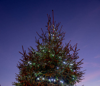 圣诞节用灯照亮的杉木图片