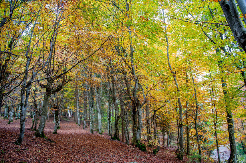 秋天森林的颜色图片