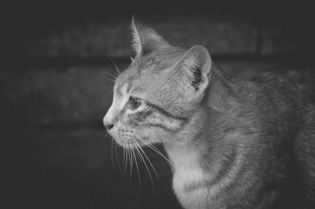 黑白可爱猫图片