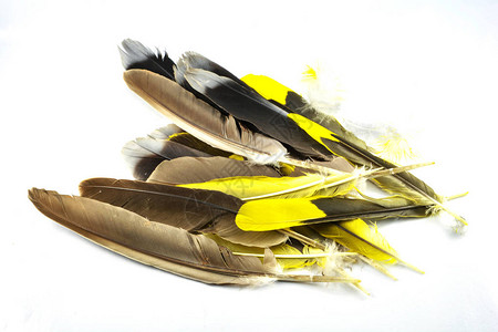 羽毛分离一堆真正的羽毛黄色和黑色从白色背景中分离的自然鸟图片
