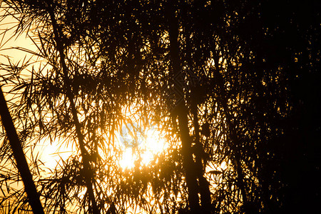夕阳黄光竹影背景图片