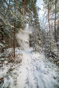 冬日白雪皑的森林美景图片