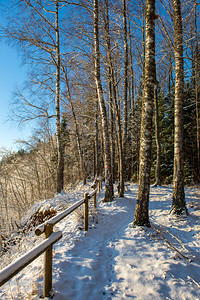 冬日白雪皑的森林美景图片