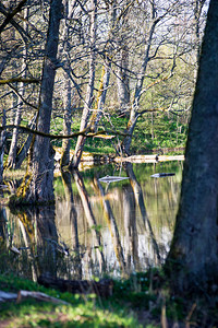 夏日湖中森林树木倒影的风景图片