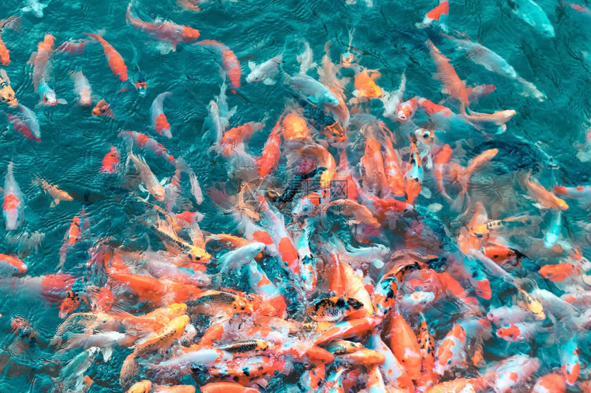 富饶多彩的日本科伊鱼群生活在花园中一个美丽的池塘里面有影图片
