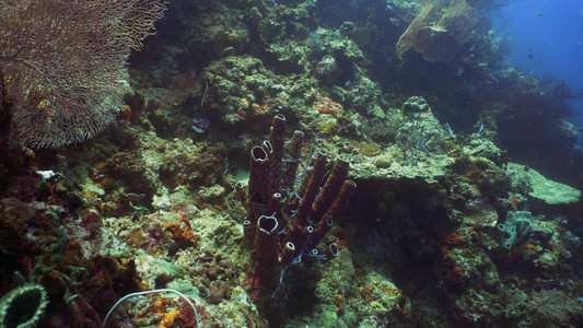 珊瑚礁和热带鱼海底世界在珊瑚礁上潜水和浮潜硬珊瑚和软图片