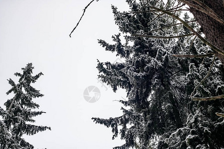 带雪对天带雪的箭形枝状星图片