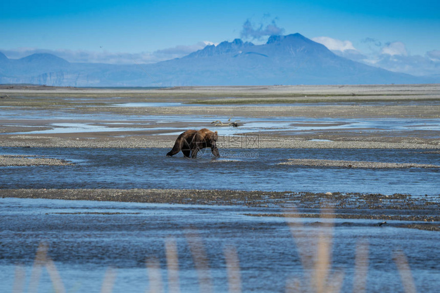 阿拉斯加沿海棕熊灰在Katmai公园的一条河流中寻找坐图片