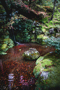 水面上的秋叶秋天的风景图片