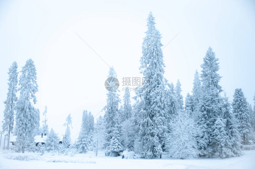 美丽的冬季风景雪中的圣诞树图片