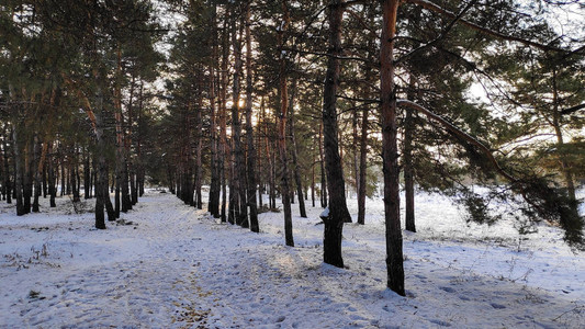 寒冬森林中大量积雪下雪树木16图片