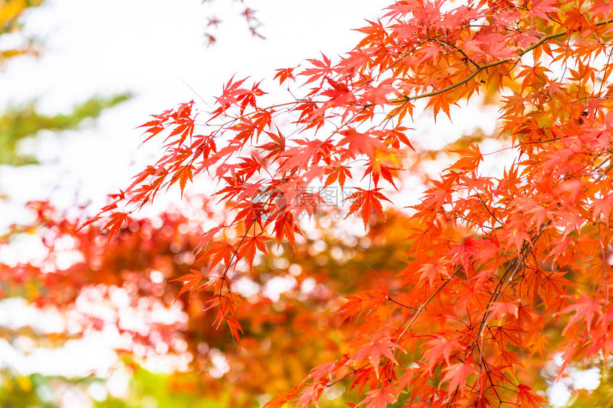 秋季美丽的红绿枫叶树图片