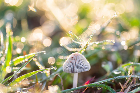 蘑菇和绿草早上有露珠和阳光图片