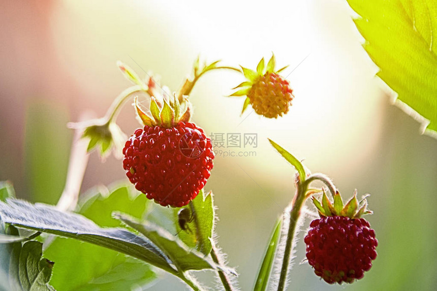 fragariavesca草莓野生浆果野草莓生长浆果宏森林浆果自然图片