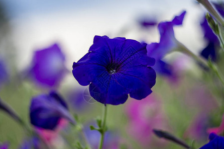 矮牵牛深紫色花牵牛花图片