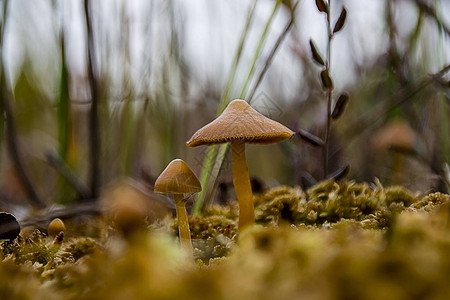 蘑菇花草真菌两图片
