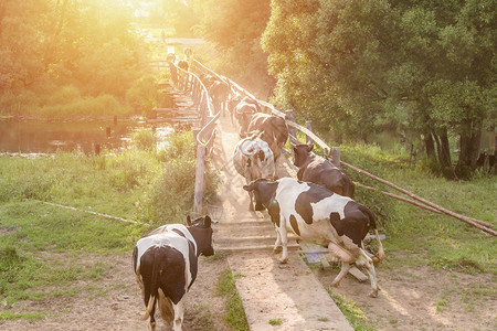 一群牛沿桥过河图片