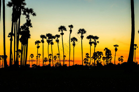 暮光之城与天空的糖棕榈剪影图片