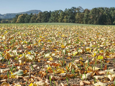 秋天的田野秋天五颜六色落叶的绿色小麦苗图片
