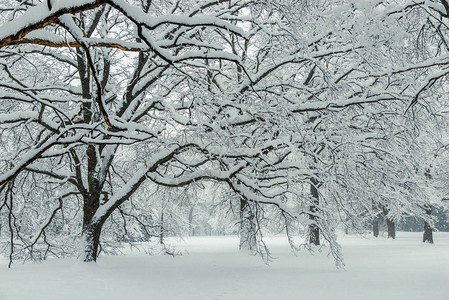 自然背景森林冬季下图片