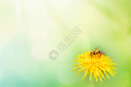 春天黄色草地上美丽的蒲公英花和柔软模糊的浅绿色背景上的飞行大黄蜂宏图片