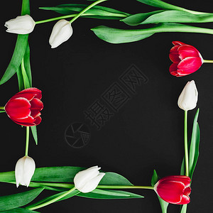 黑色背景隔离的郁金香花朵平方花板框Flatplay背景图片