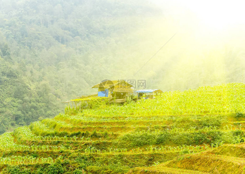 老房子梯田绿草的春天风景热带图片