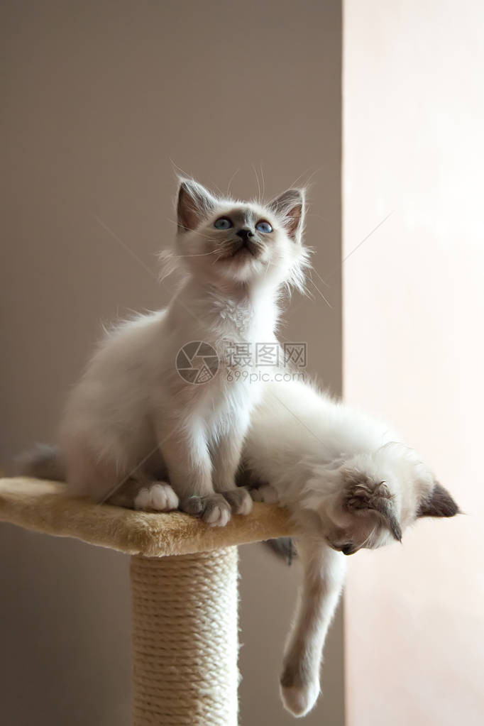 两只蓝眼睛的白色长毛伯曼猫的肖像图片