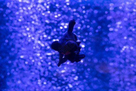 淡水储油箱天然宠物水族馆鱼类中的黑图片