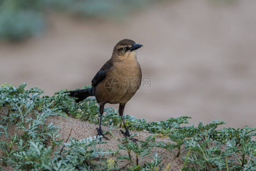 雌大尾巴的Grackle鸟在沙丘上爬图片