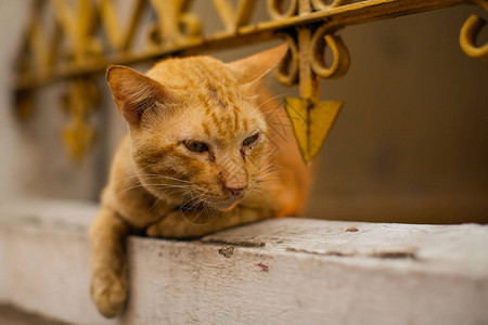 躺在铁栅栏旁晒太阳的红色户外猫图片