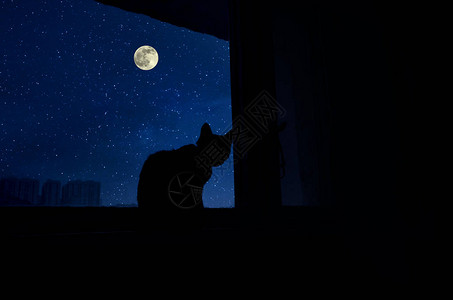 猫在月光下坐在窗台旁图片