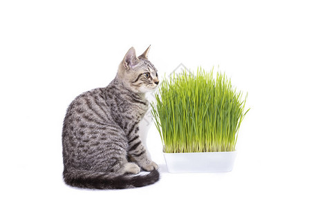 苏格兰折耳猫吃由燕麦种子生长的新鲜绿草图片