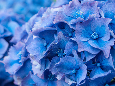 蓝色绣球花瓣细节的宏观特写又名霍滕西亚图片