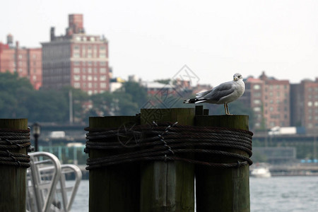 海鸥与曼哈顿天际和布鲁克林大桥的背景图片
