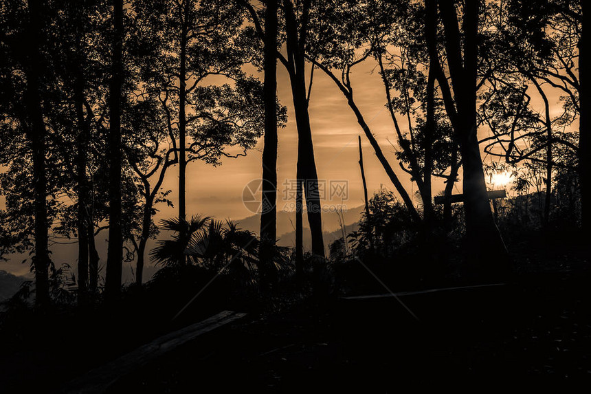 早晨在公园风景秀丽的森林山日出图片