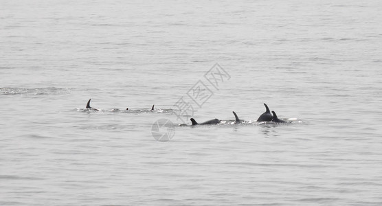 在冈比亚游泳的海豚背景图片