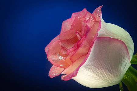 单粉红玫瑰图片