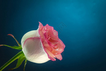 单粉红玫瑰图片
