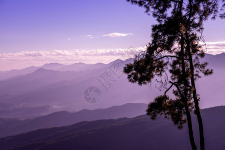 泰国北部山区的松树日出后图片