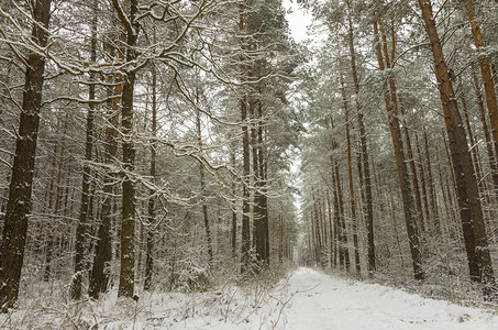冬季森林的一条道路有雪覆盖图片