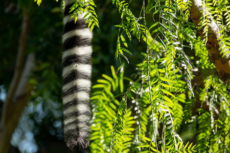 Lemurcatta隐藏的尾图片