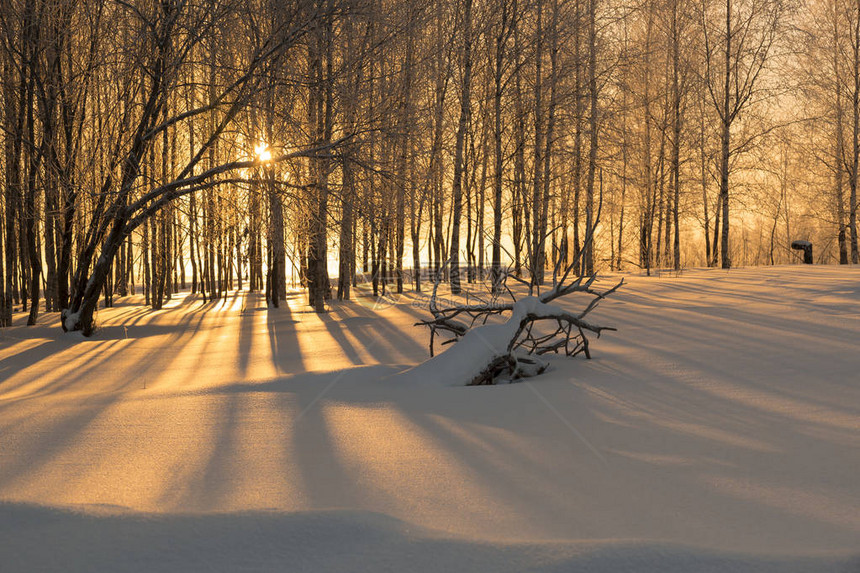 白雪上长的树影从明亮图片