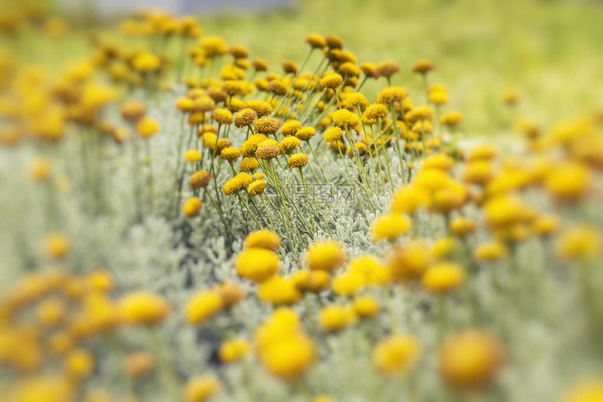 黄色花Selrctive焦点图片