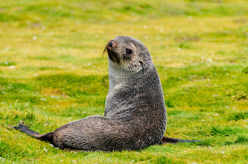 南乔治亚岛Salisbury平原上的FurSealsArctoceph图片