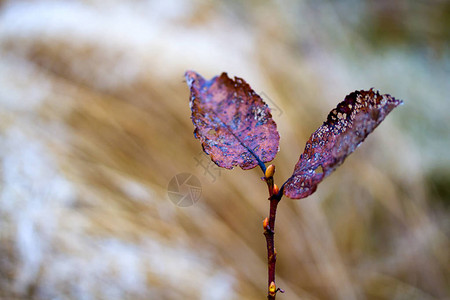 一片干燥的秋天叶子的特写镜头图片