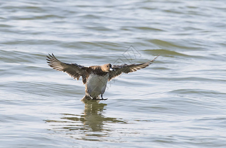 野鸭在湖前飞翔图片
