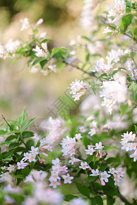 紧贴的白色花朵春天灵感和背景图片