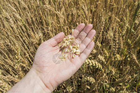 农民手中的小麦和小麦,谷物收图片